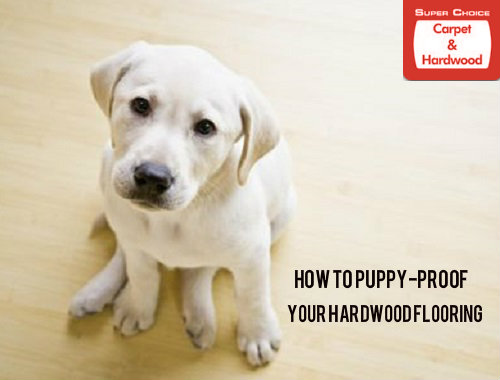 How to Puppy-Proof Your Hardwood Flooring