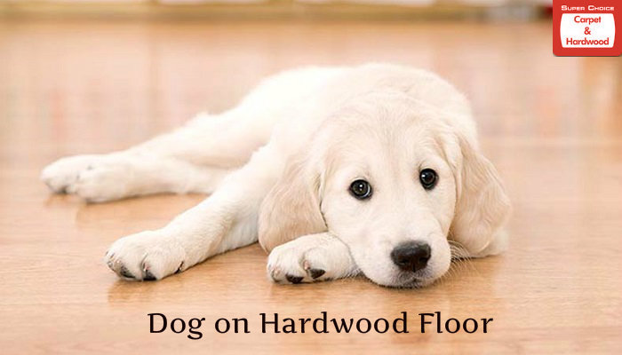 dog-sitting-on-hardwood-flooring
